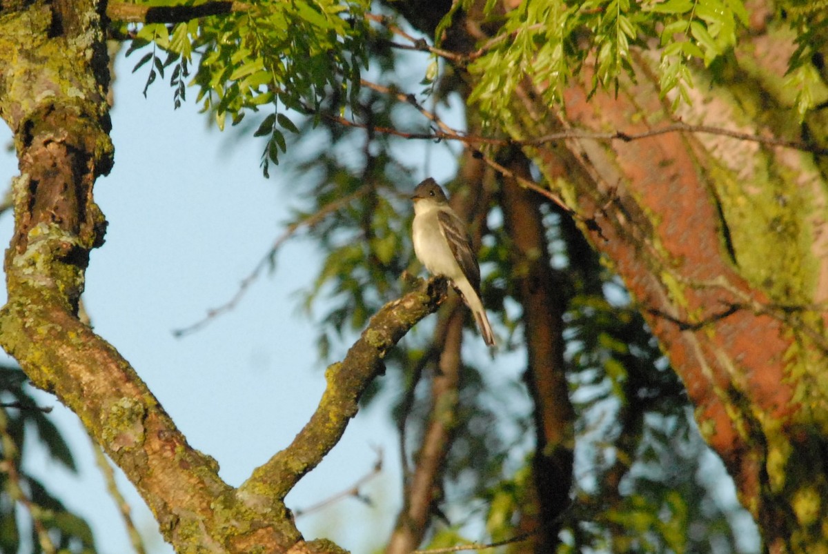 Willow Flycatcher - ML425901991