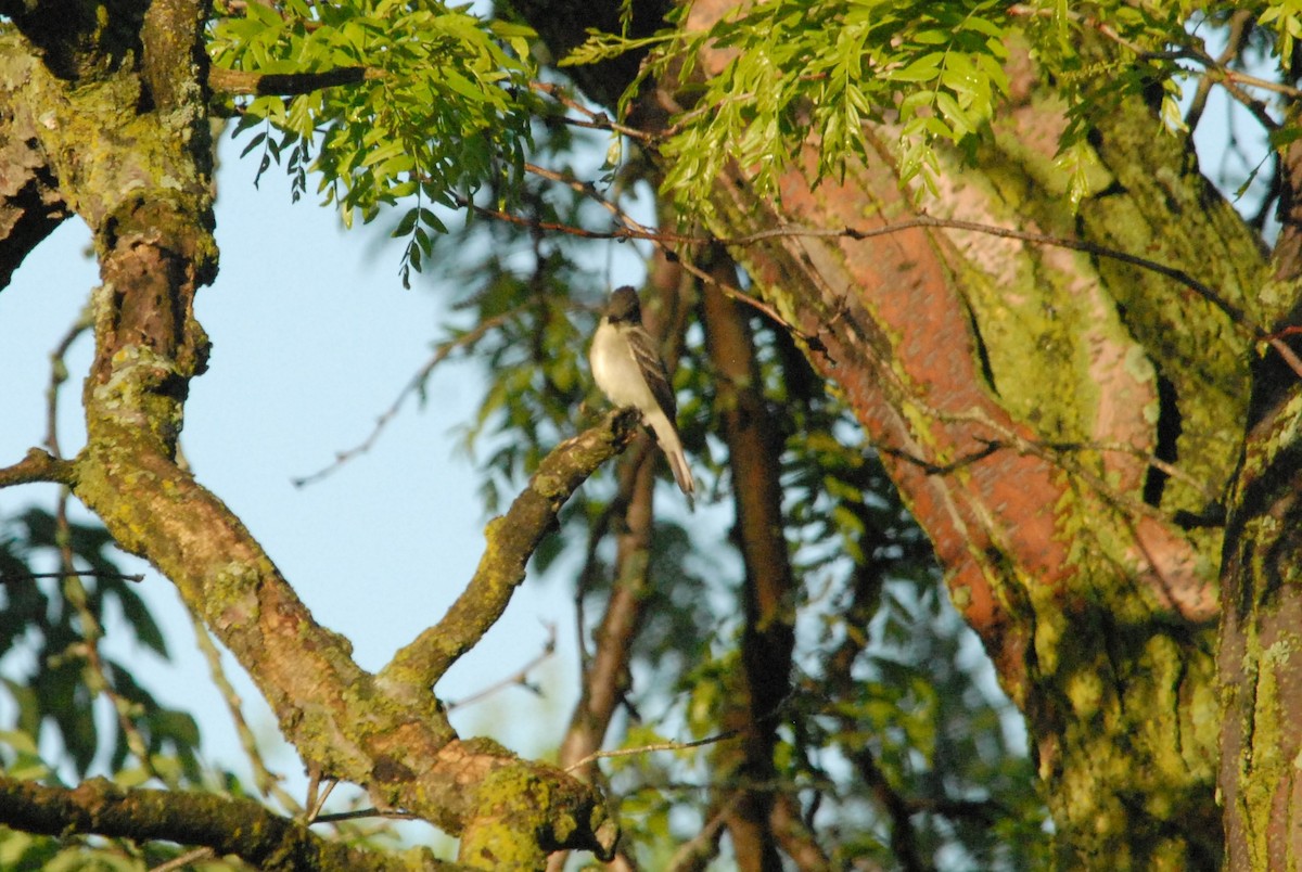 Willow Flycatcher - ML425902001