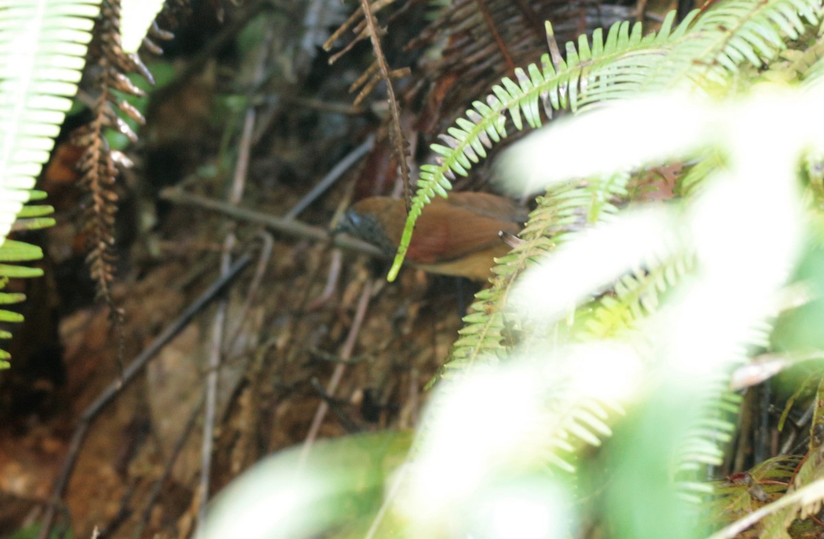 Chestnut-winged Babbler - ML42590201