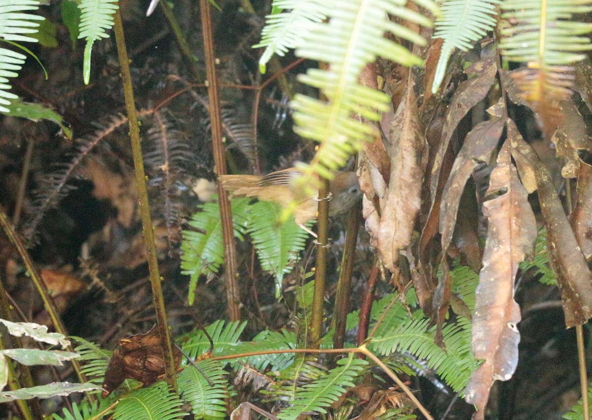 Chestnut-winged Babbler - ML42590211