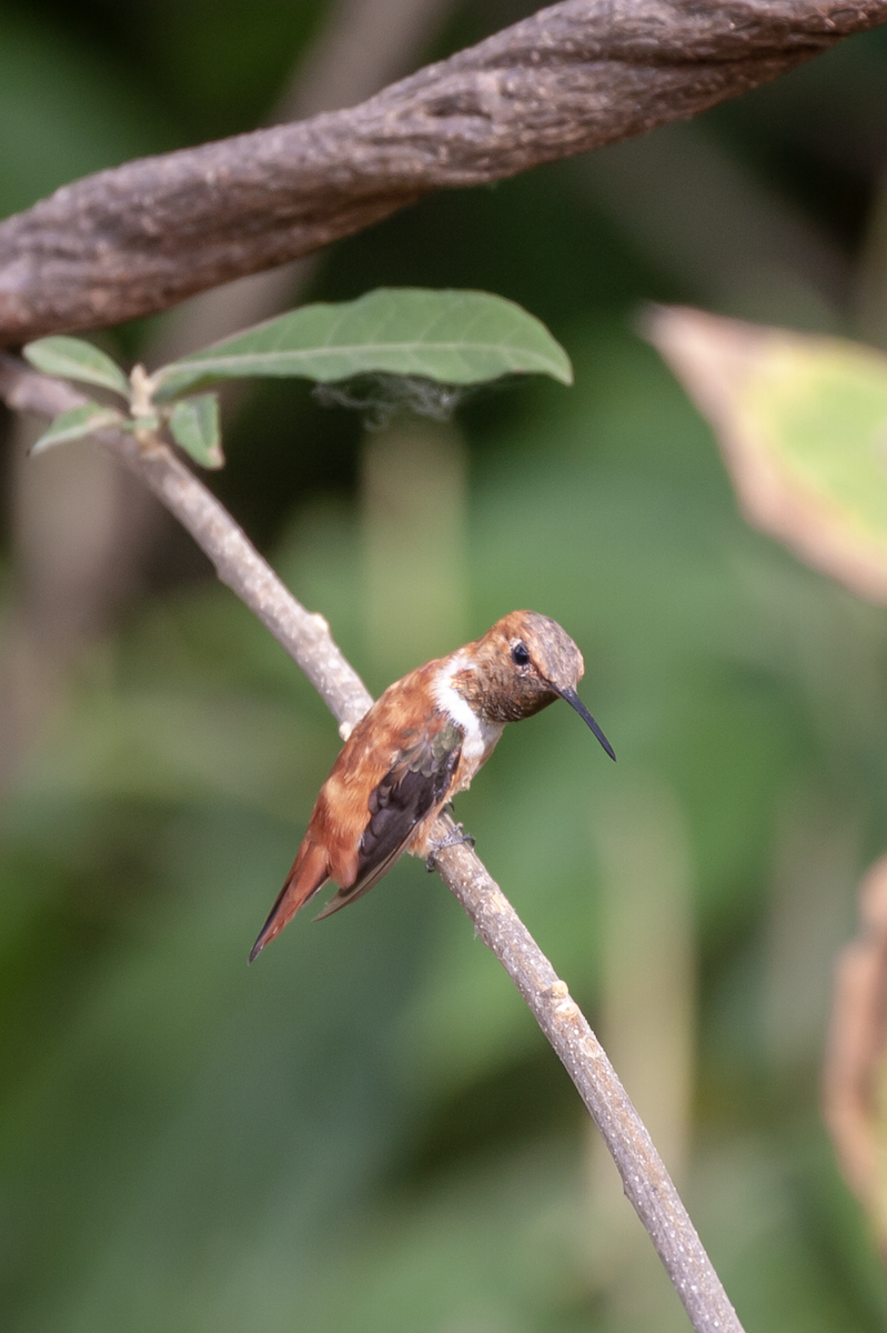 Rufous Hummingbird - ML425902341