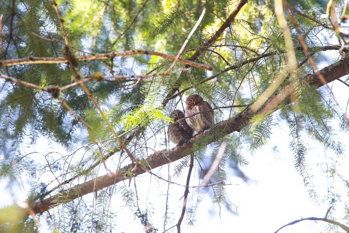 Northern Pygmy-Owl (Pacific) - ML425903861