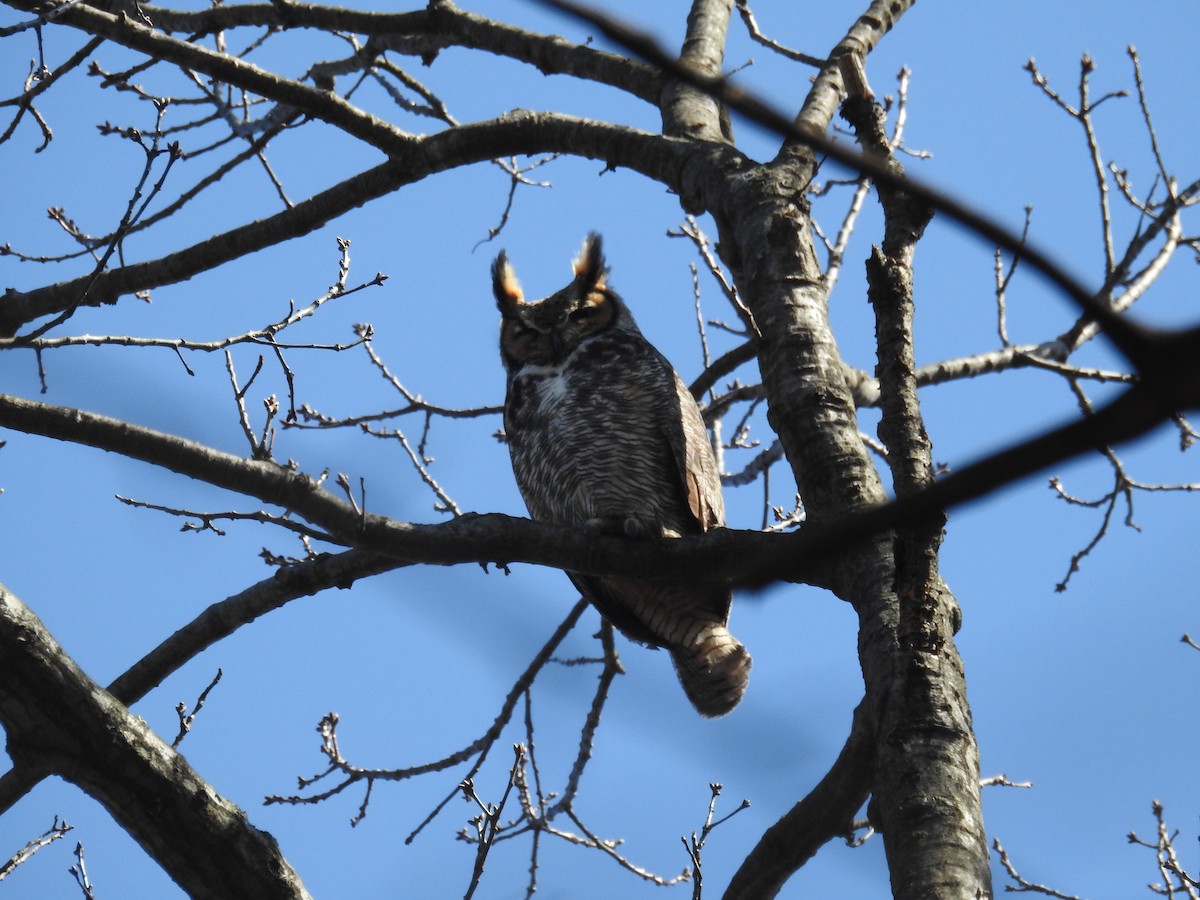 Great Horned Owl - ML425904031
