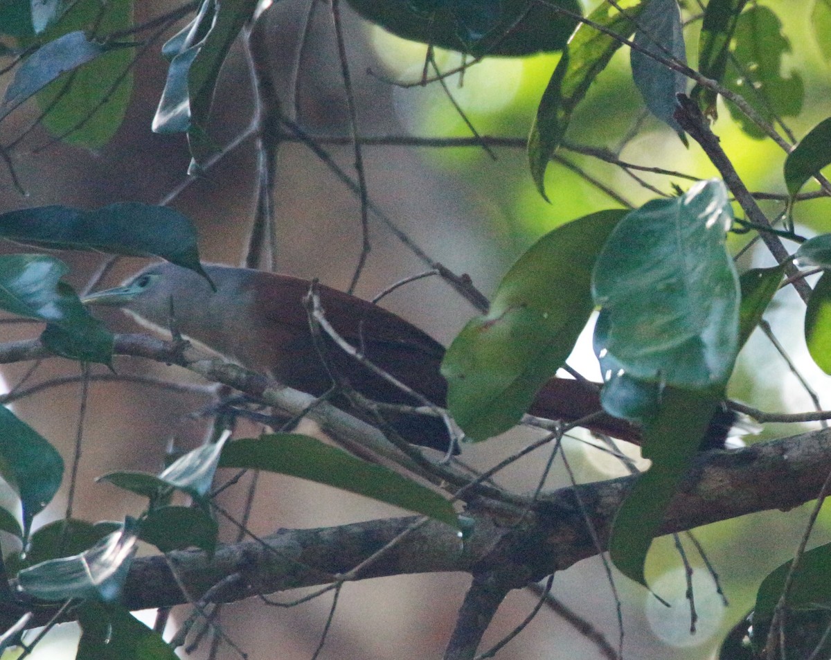 Raffles's Malkoha - ML42590451