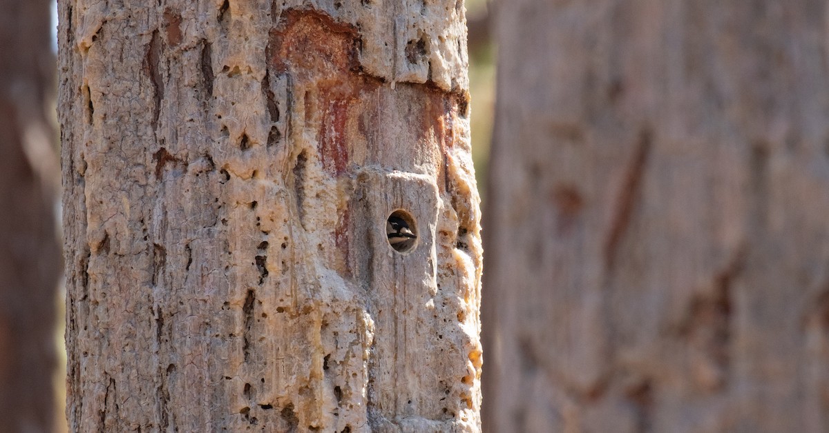 Red-cockaded Woodpecker - ML425904951