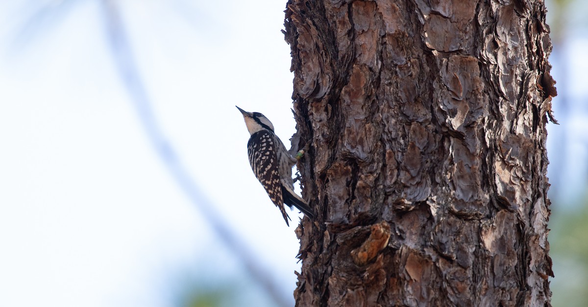 Red-cockaded Woodpecker - ML425904981