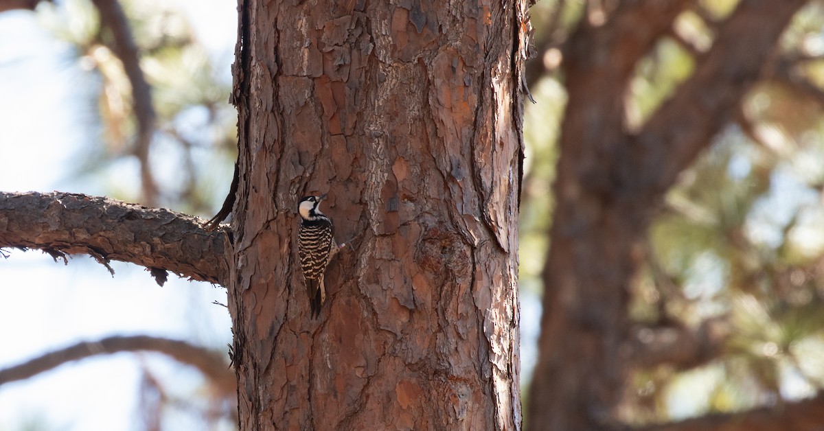 Red-cockaded Woodpecker - ML425904991