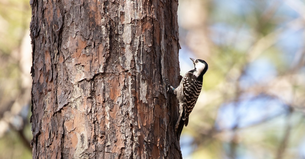 Red-cockaded Woodpecker - ML425905021
