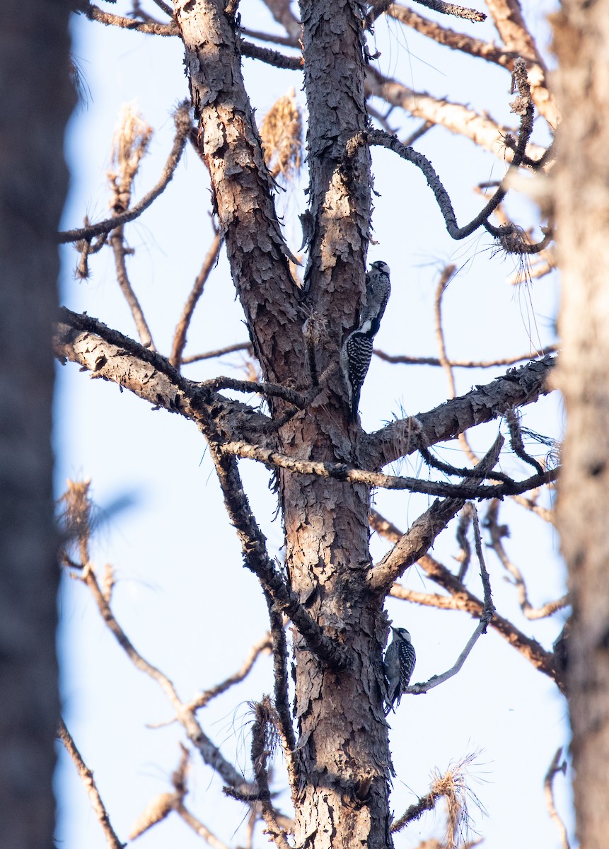Red-cockaded Woodpecker - ML425905031
