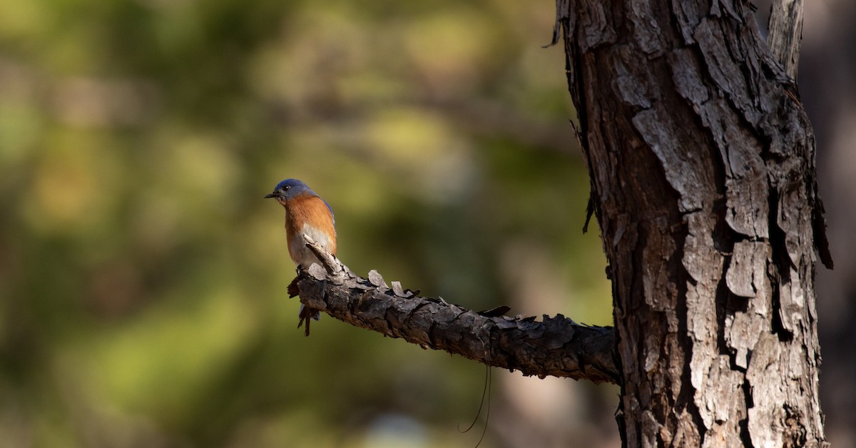 Eastern Bluebird - ML425905061