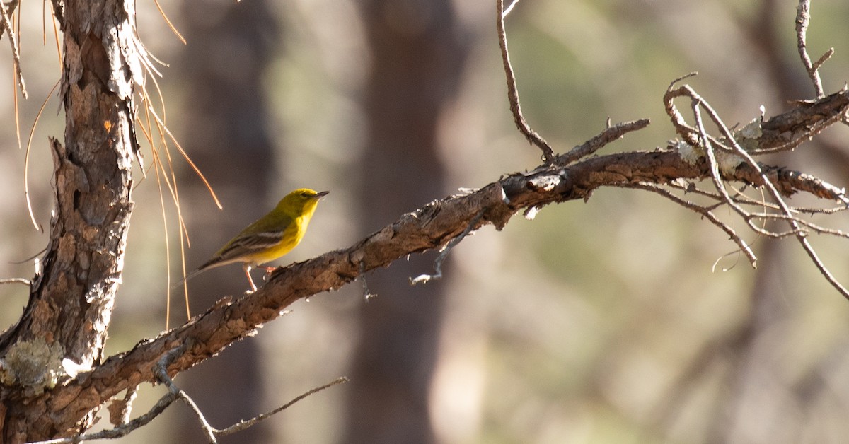 Pine Warbler - ML425905101