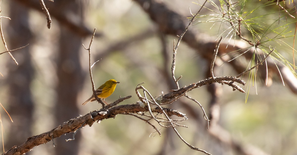 Pine Warbler - ML425905111