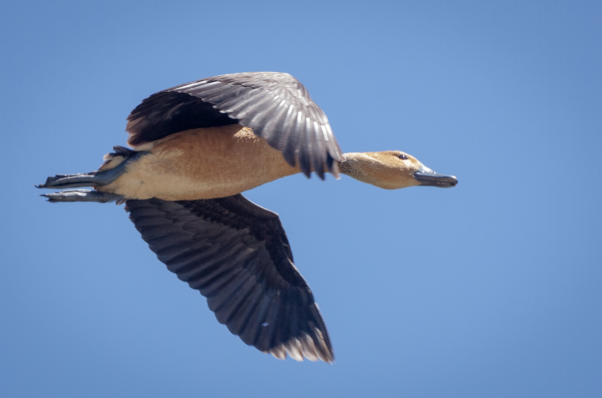 Fulvous Whistling-Duck - ML425905181