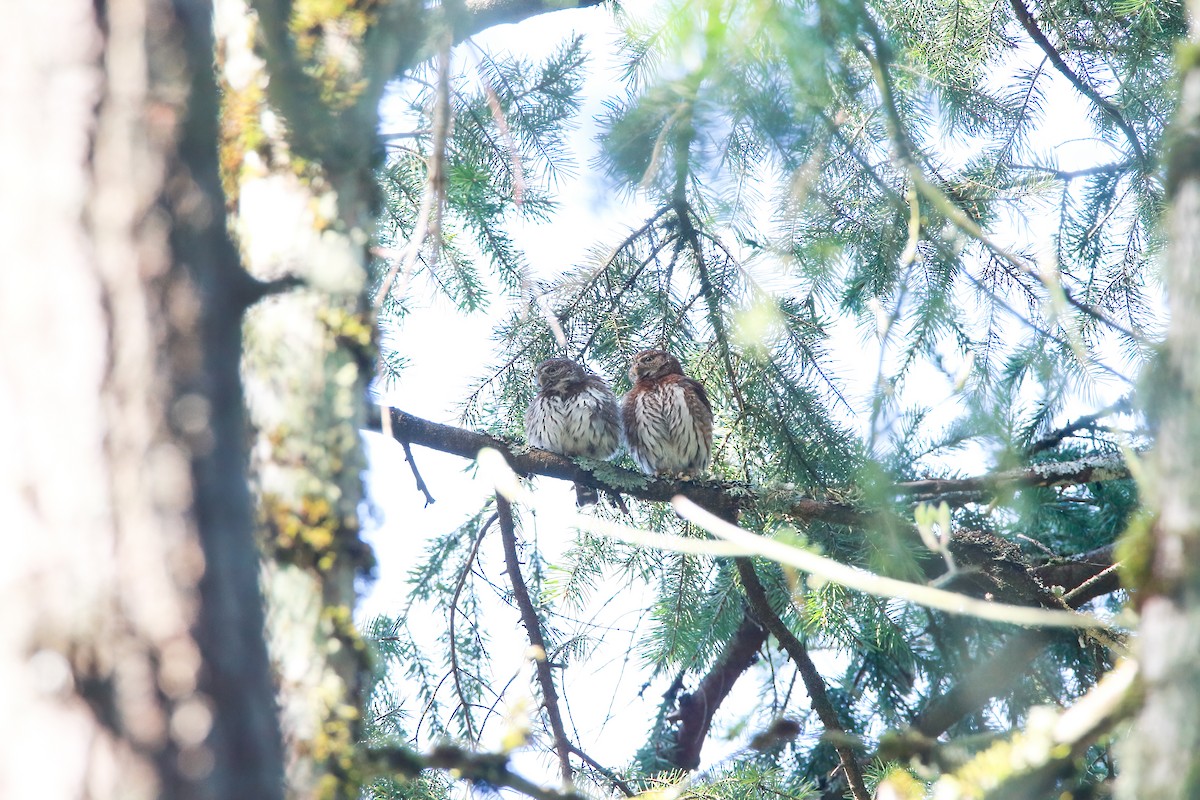 Northern Pygmy-Owl (Pacific) - ML425905821