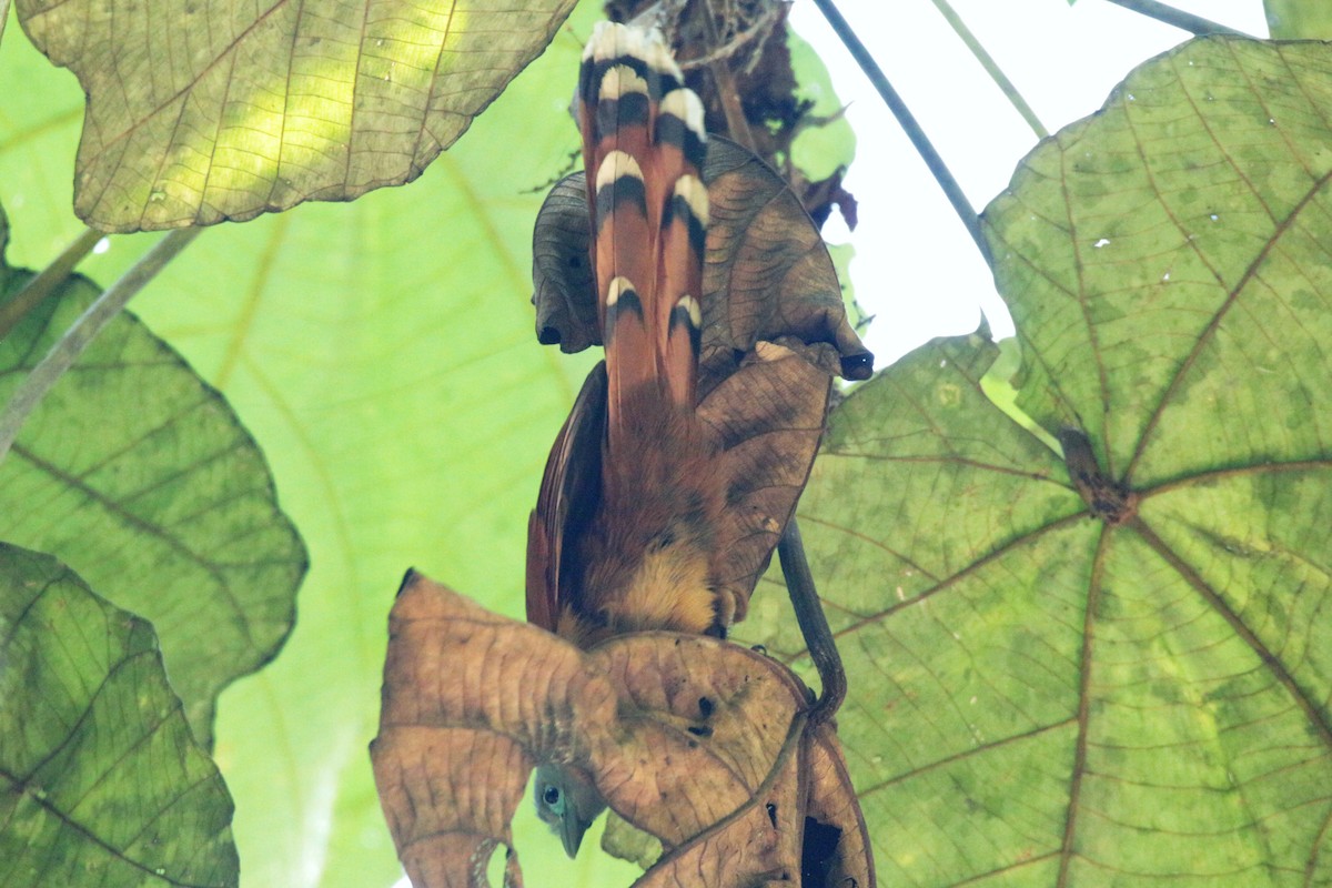 Raffles's Malkoha - Fadzrun A.