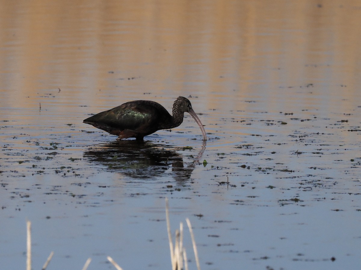 Glossy Ibis - ML425907051