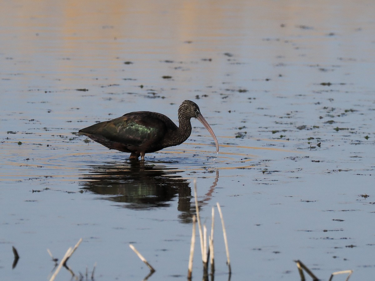 Glossy Ibis - ML425907251