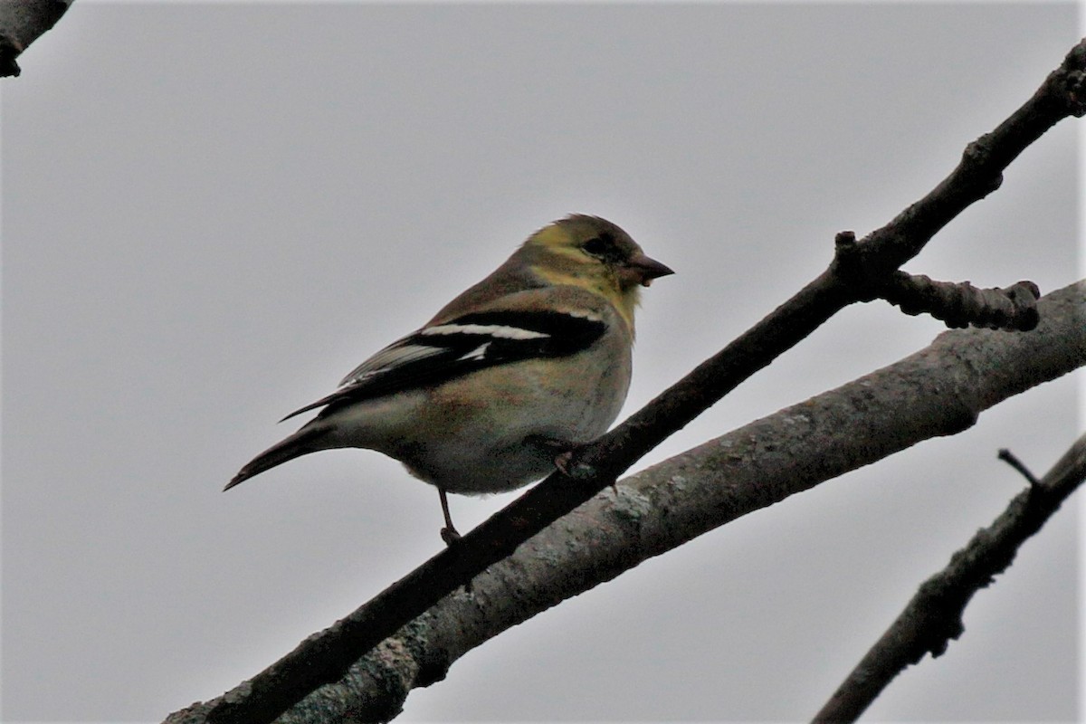 American Goldfinch - walter sliva