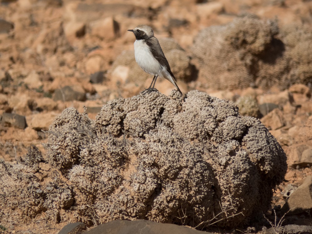 Mourning Wheatear (Maghreb) - ML42590891