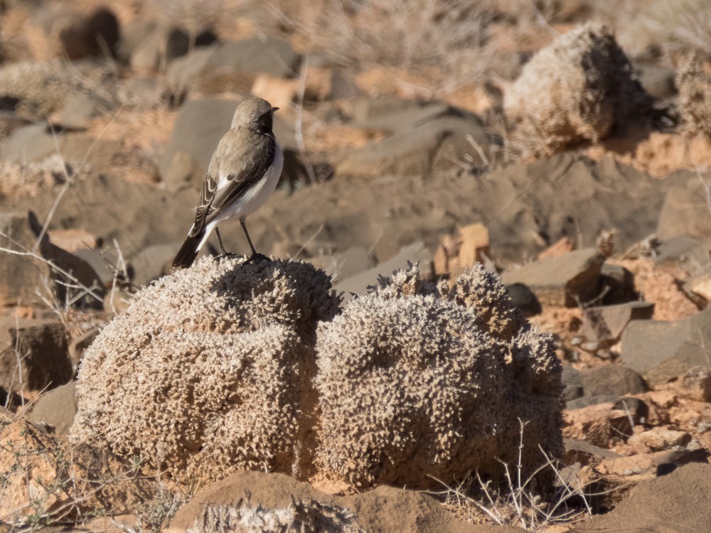 Mourning Wheatear (Maghreb) - ML42590911