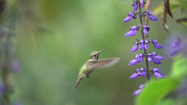 rødmaskekolibri - ML425910371