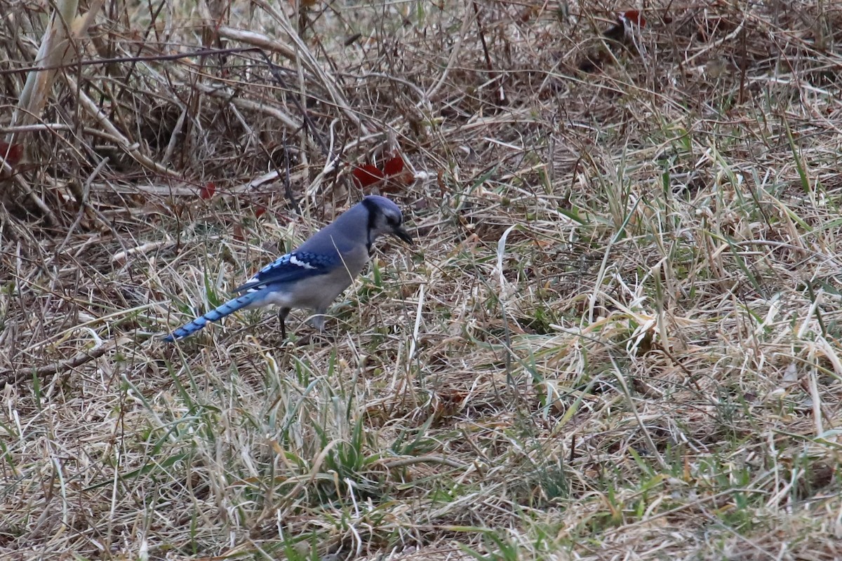 Blue Jay - ML425910401