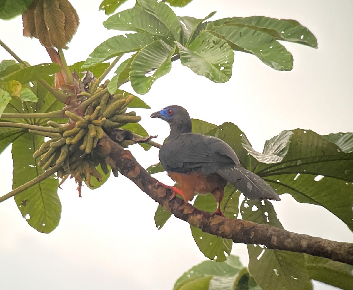 Sickle-winged Guan - ML425910841