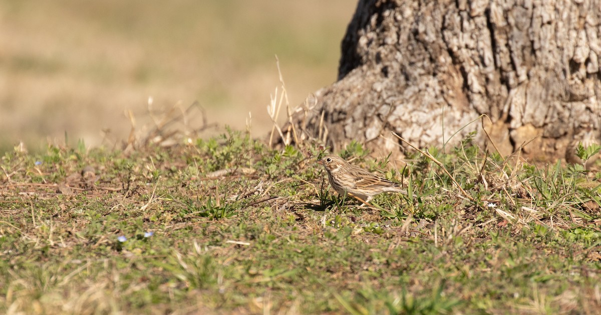 Vesper Sparrow - ML425910891