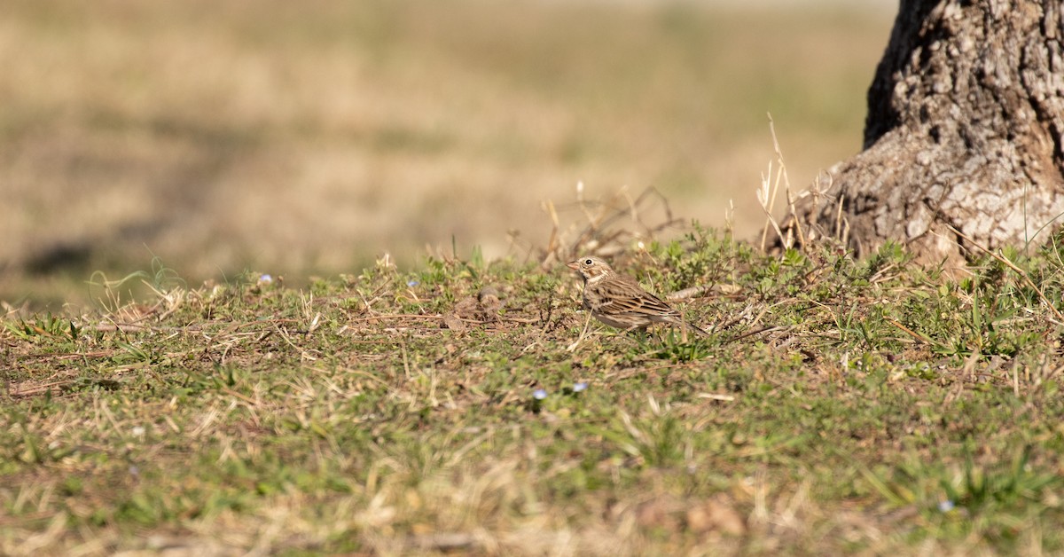 Vesper Sparrow - ML425910921