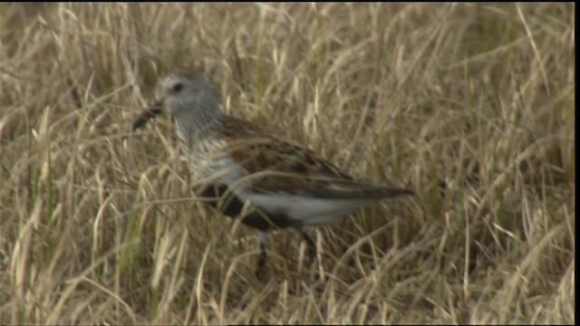 Bécasseau variable - ML425911