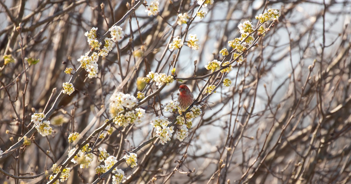 House Finch - ML425911021