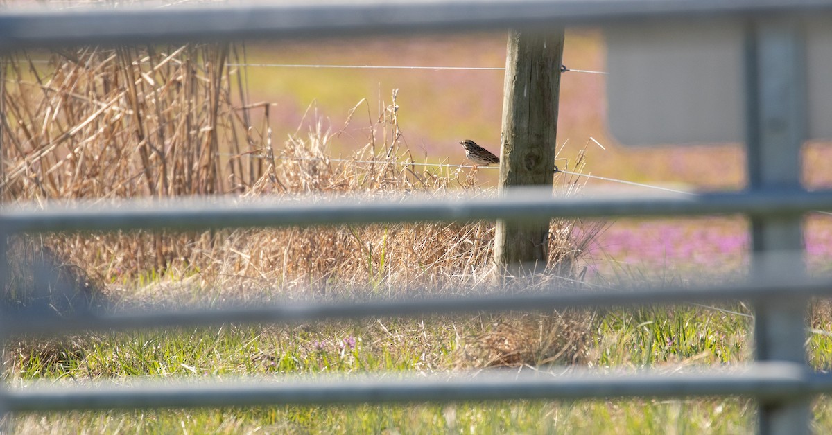 Savannah Sparrow - ML425911031