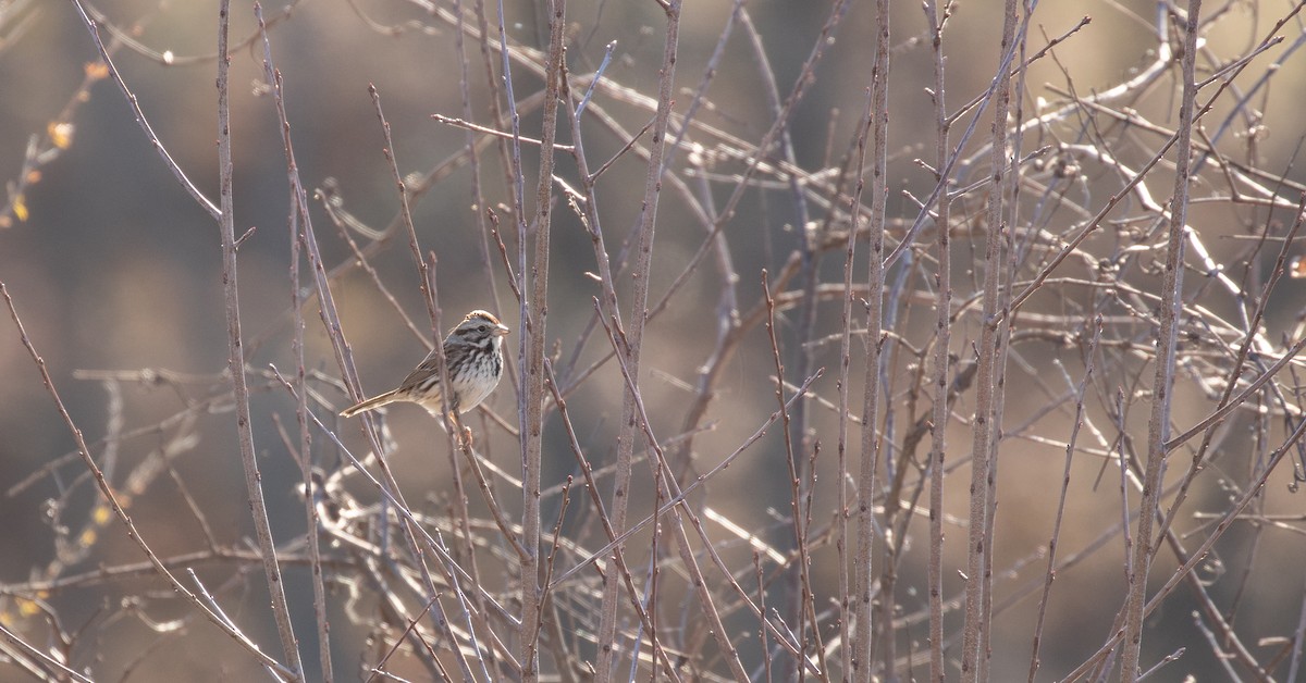 Song Sparrow - ML425911041