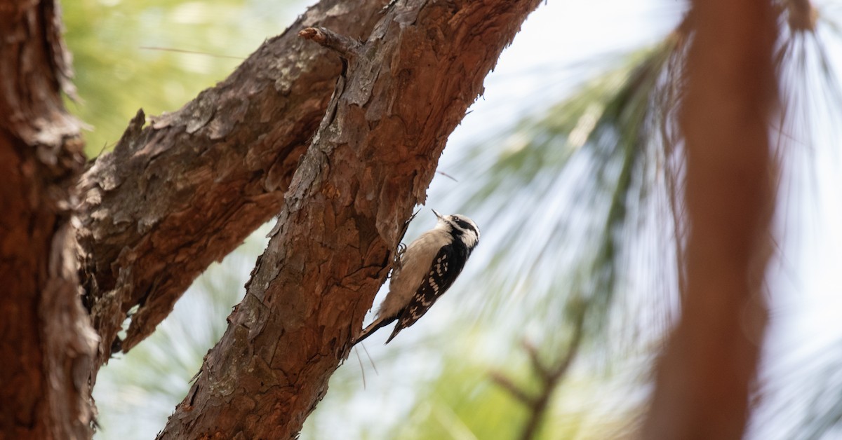 Downy Woodpecker - ML425911191