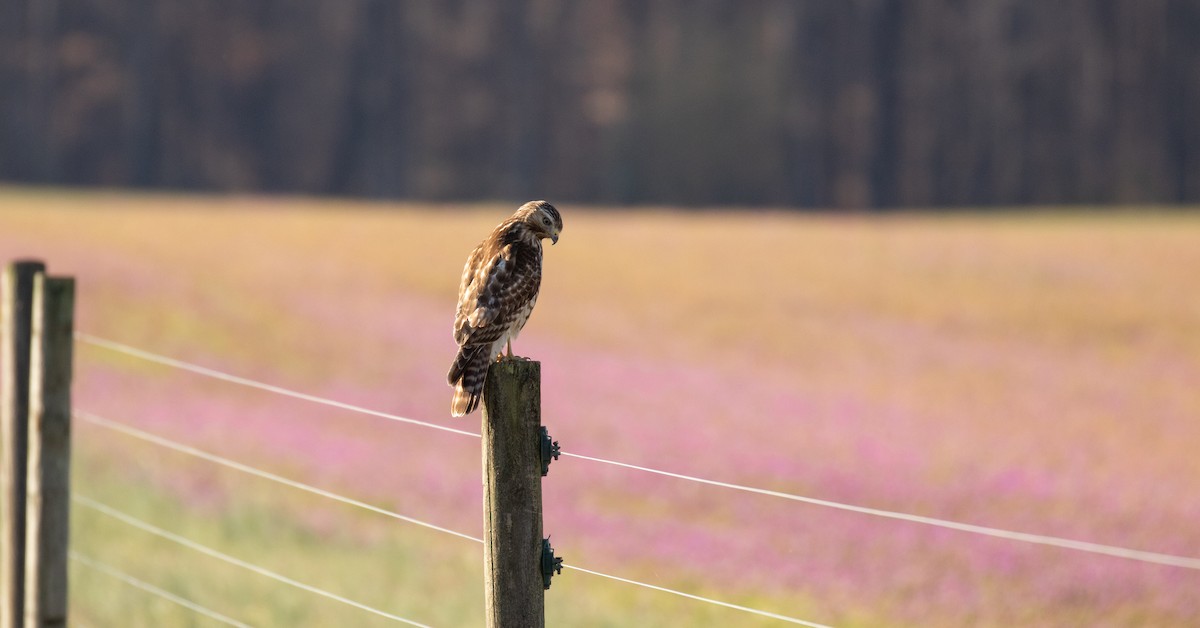 Red-shouldered Hawk - ML425911231