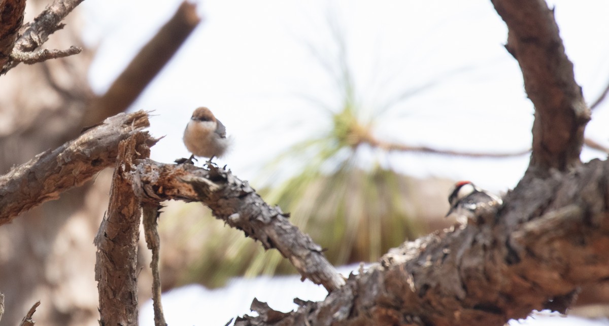 Brown-headed Nuthatch - ML425911711