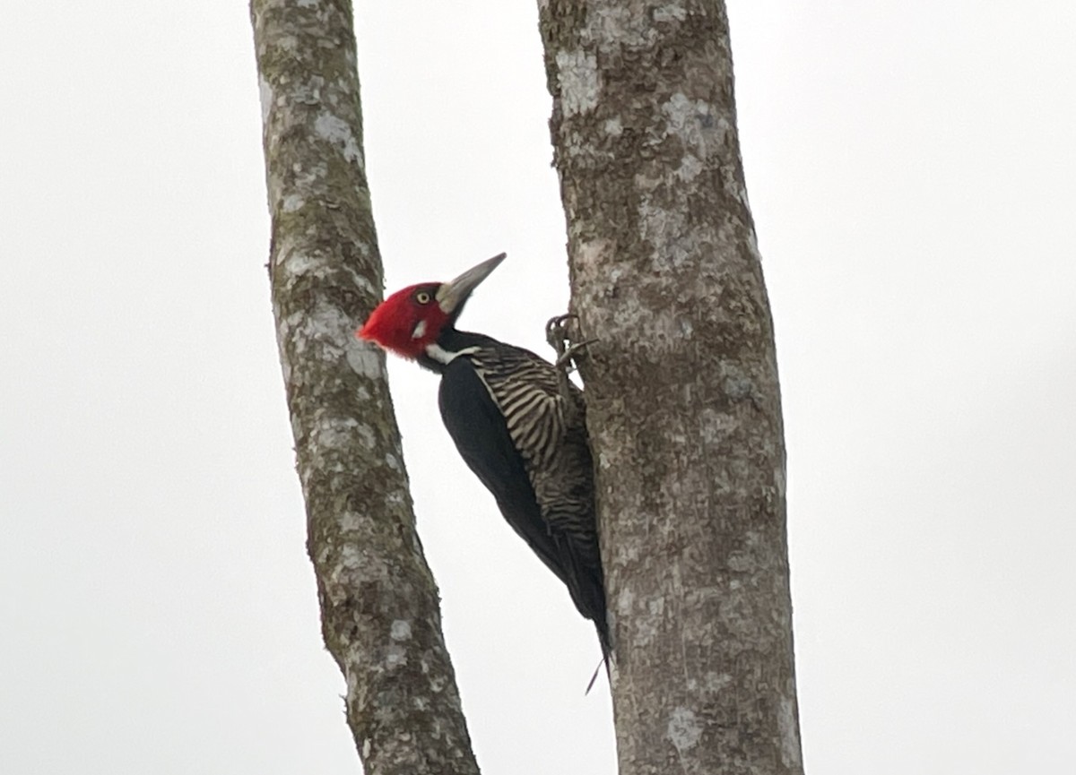 Crimson-crested Woodpecker - Debra Craig