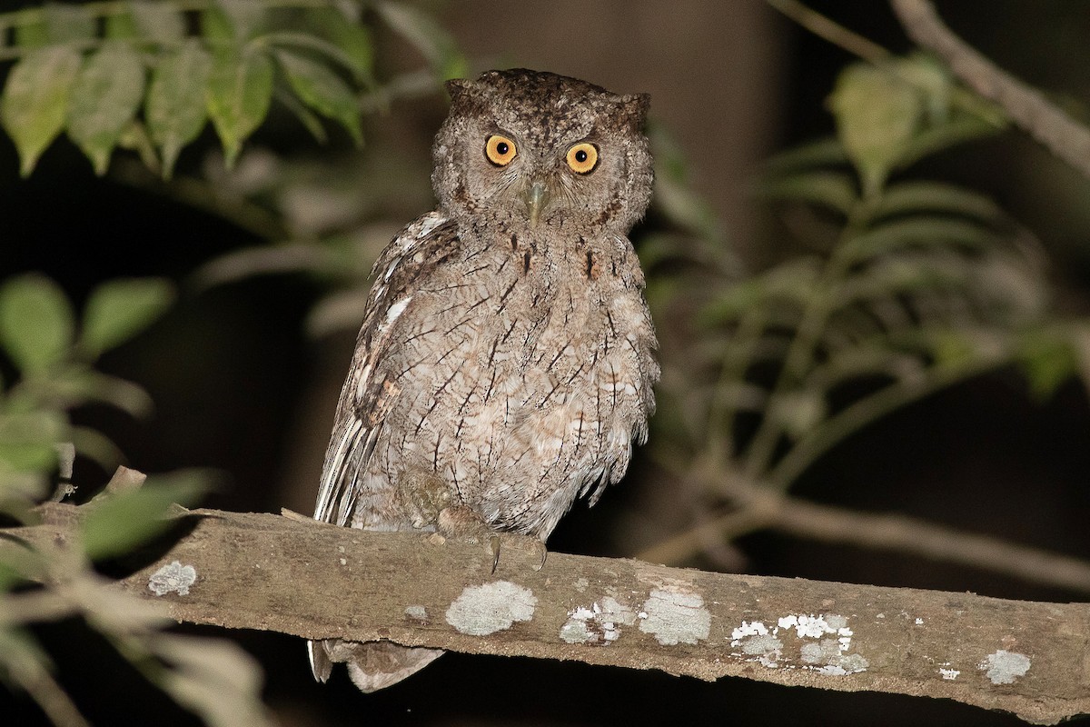 Pacific Screech-Owl - ML425913011