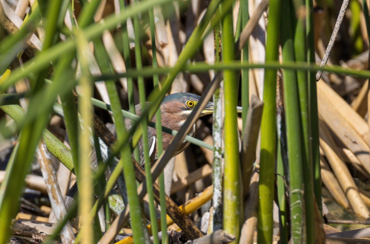 Green Heron - ML425913321
