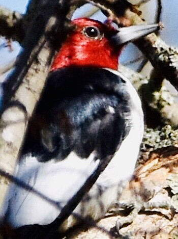 Red-headed Woodpecker - ML425914911