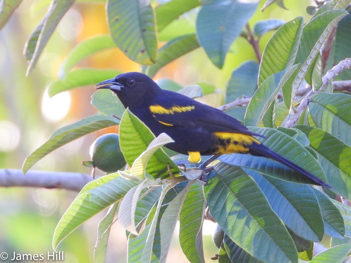 Cuban Oriole - ML425914921