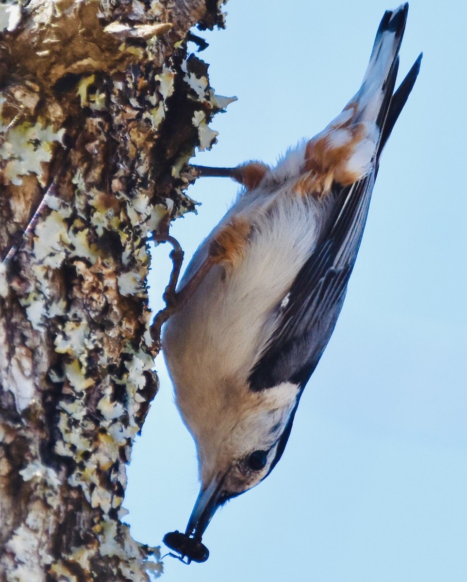 White-breasted Nuthatch - ML425914931