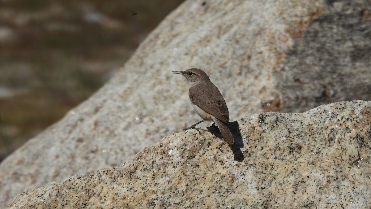 Rock Wren - ML425915031