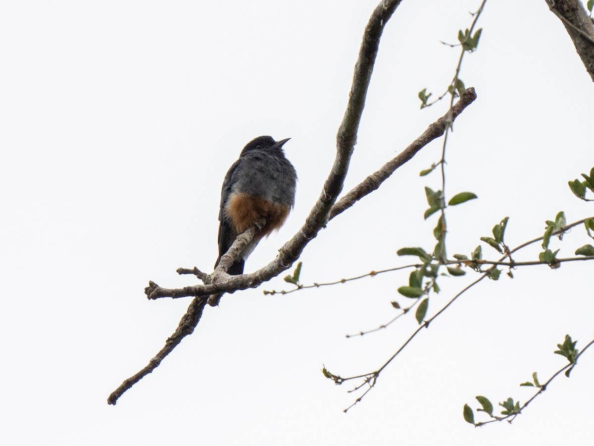 Swallow-winged Puffbird - Sabrina Adleson