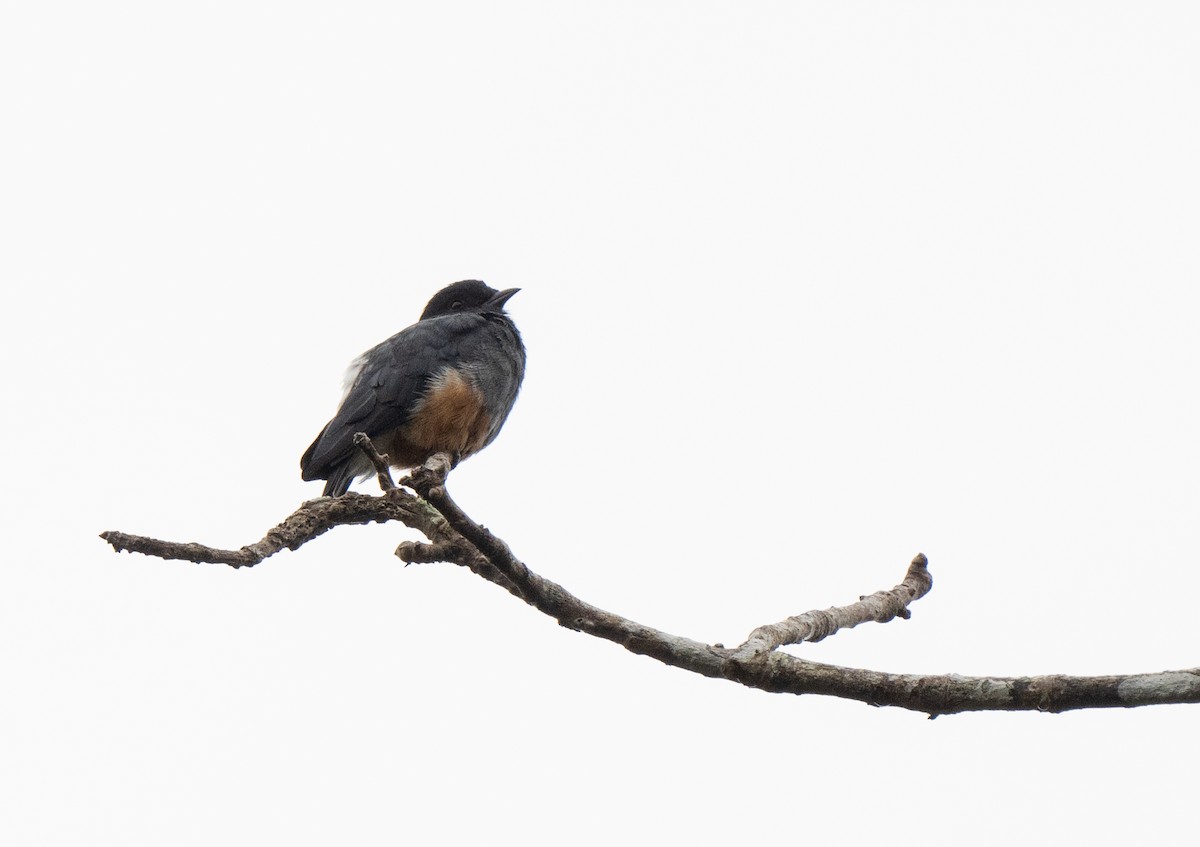 Swallow-winged Puffbird - Sabrina Adleson