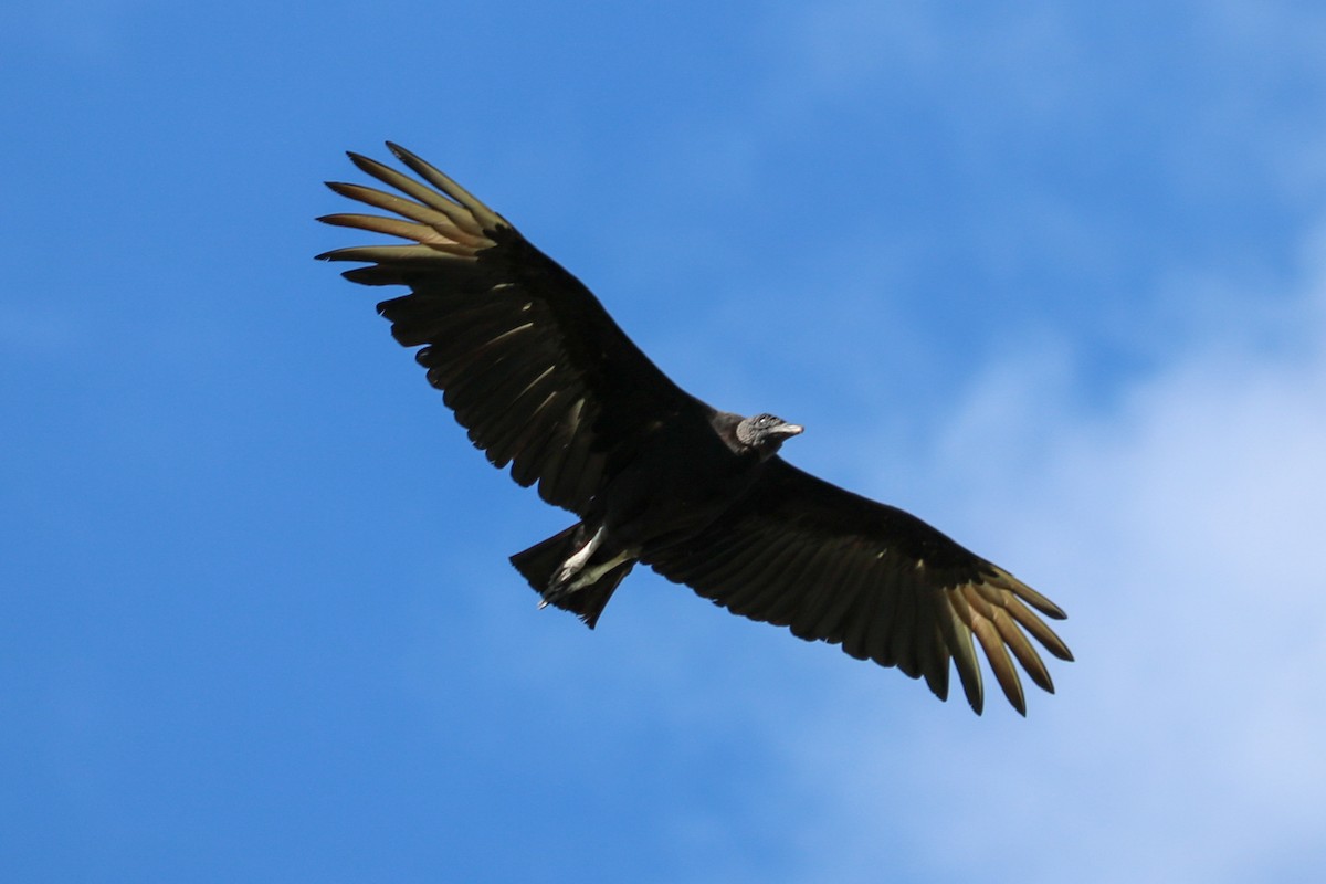 Black Vulture - ML425918801