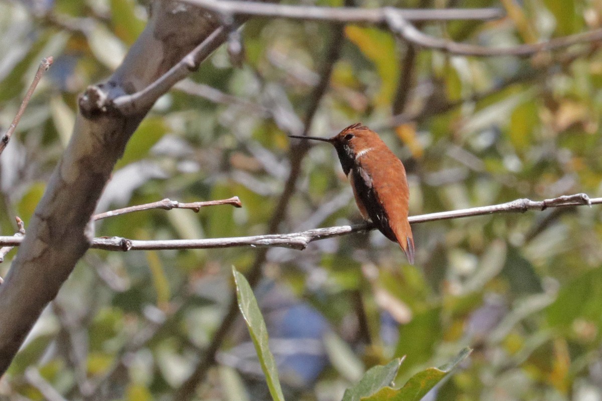 Rufous Hummingbird - ML425919201