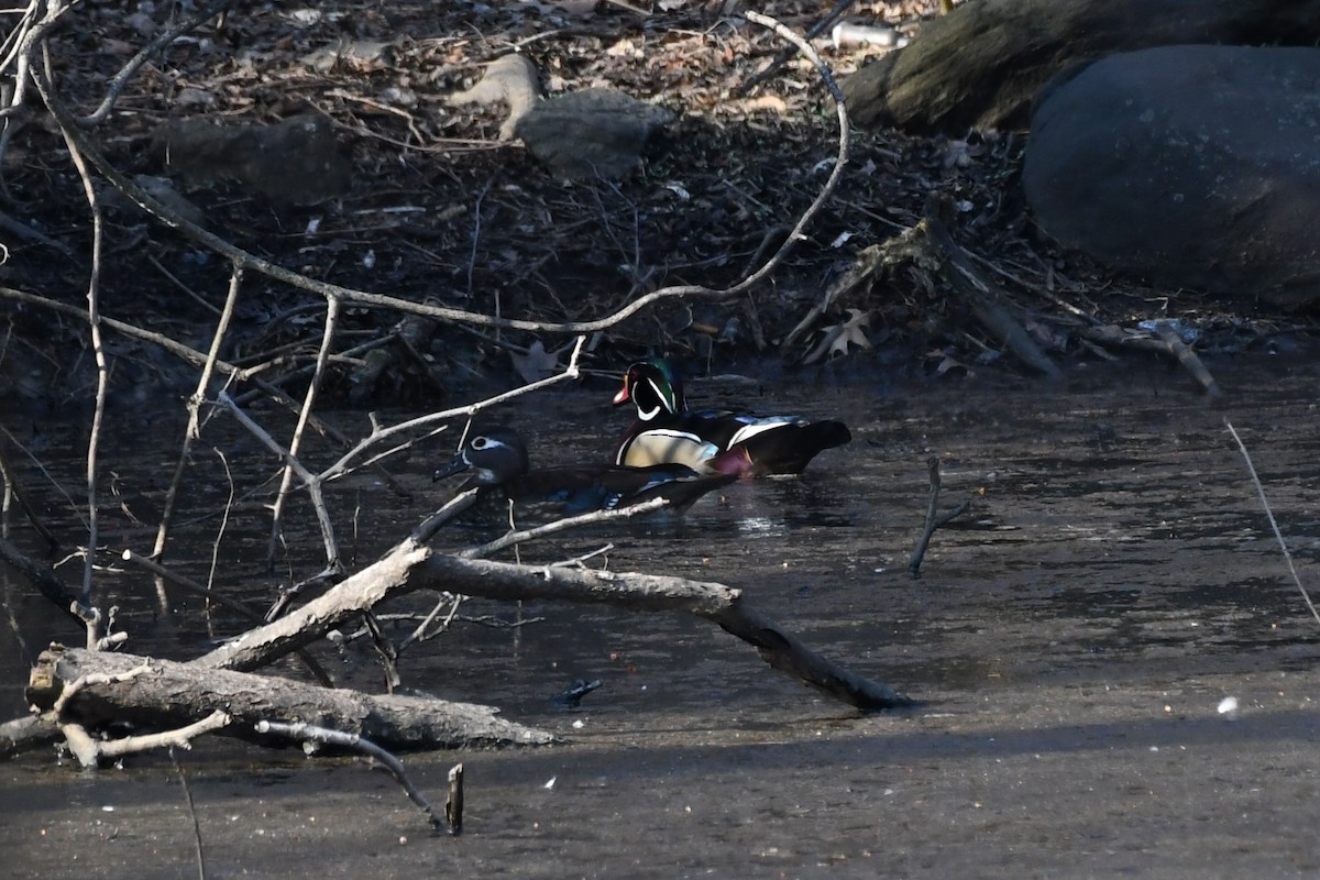 Wood Duck - ML425920751