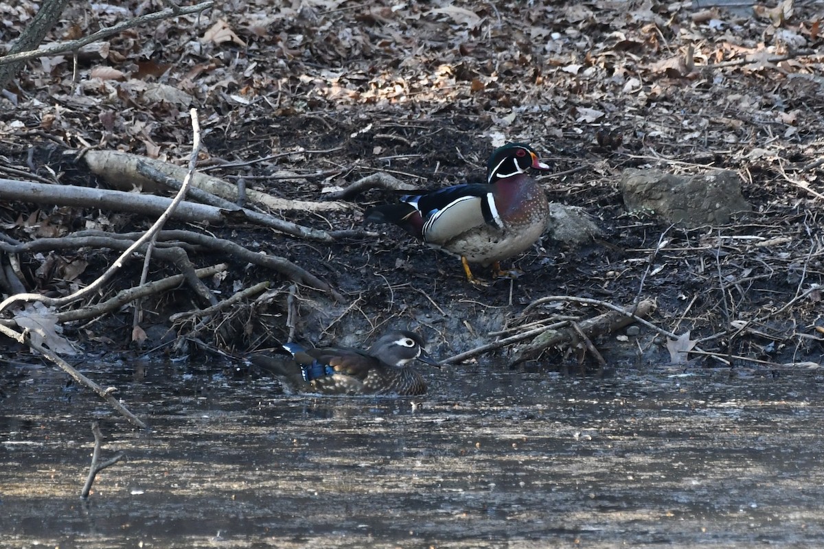 Wood Duck - ML425920981