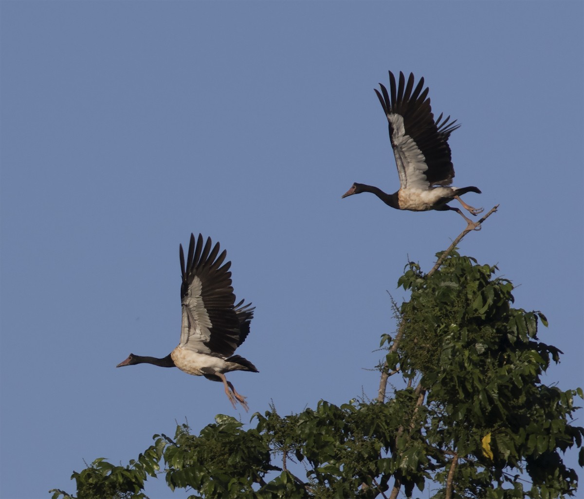 Magpie Goose - ML425921801